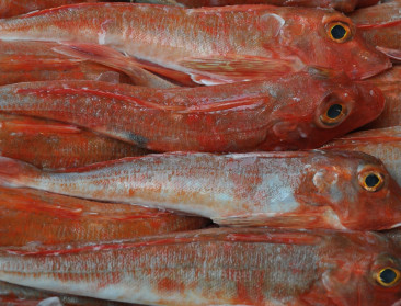 Zes procent minder aanvoer vis in Belgische havens