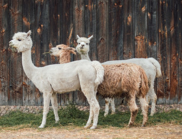 Nu ook alpaca's besmet met vogelgriep in VS