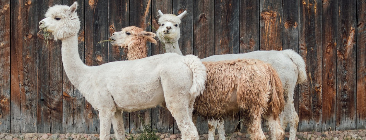 alpaca