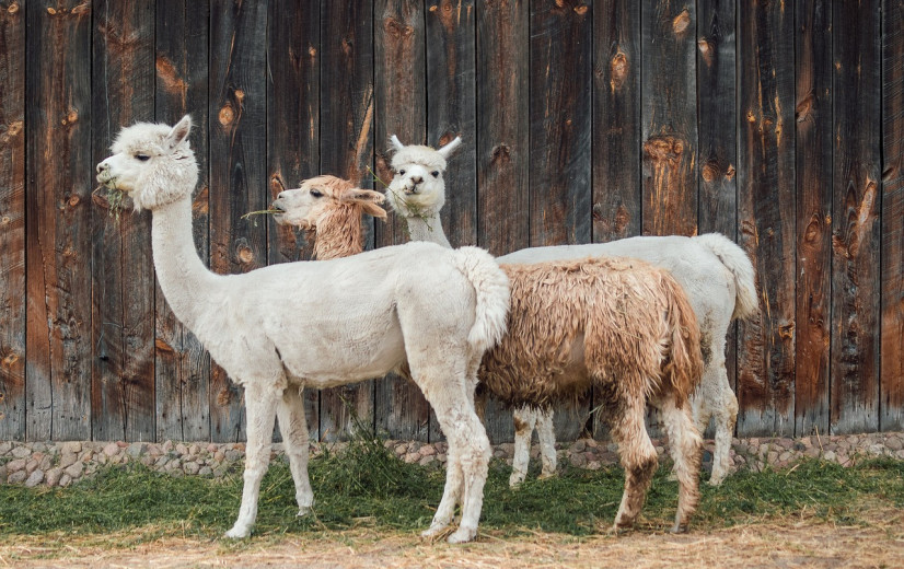 Nu ook alpaca's besmet met vogelgriep in VS