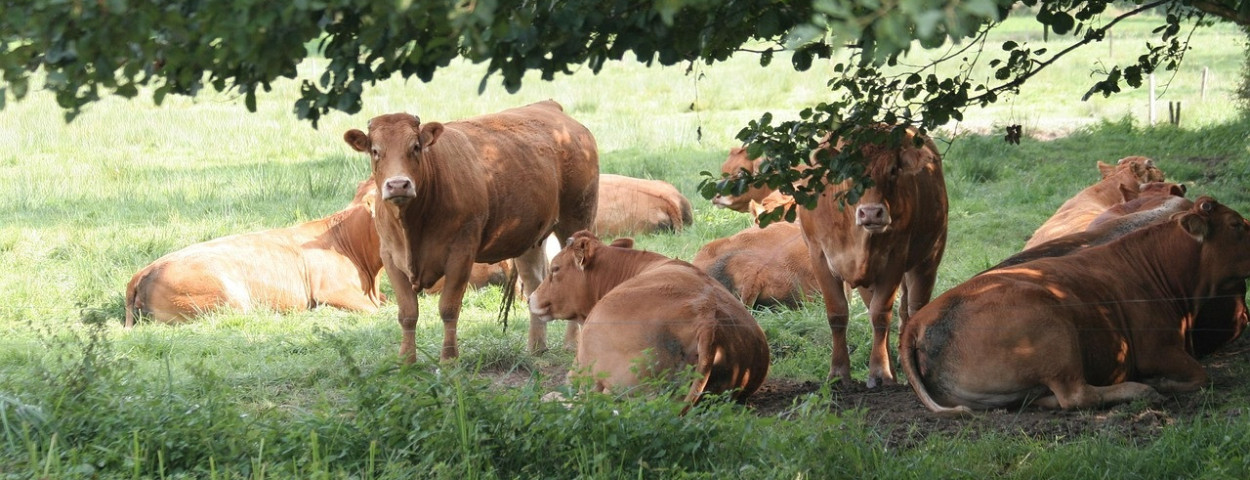 limousin-koeienweide