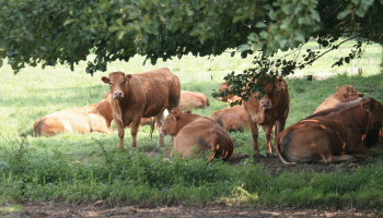Eén op drie boeren krijgt gelijk in bezwaar tegen NER-afroming