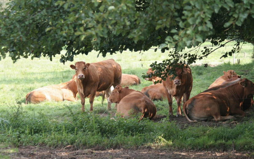 Eén op drie boeren krijgt gelijk in bezwaar tegen NER-afroming