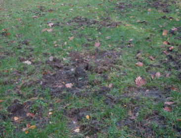 Bufferzone voor varkenspest breidt uit naar zuidwesten