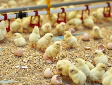 Colruyt gaat in zee met 17 Belgische kwekers van welzijnskippen