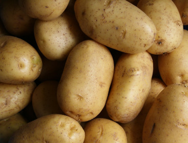 NEPG waarschuwt voor risico’s van toenemend aardappelareaal