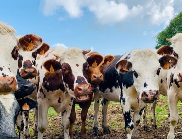 Virusremmer voor runderen in de maak