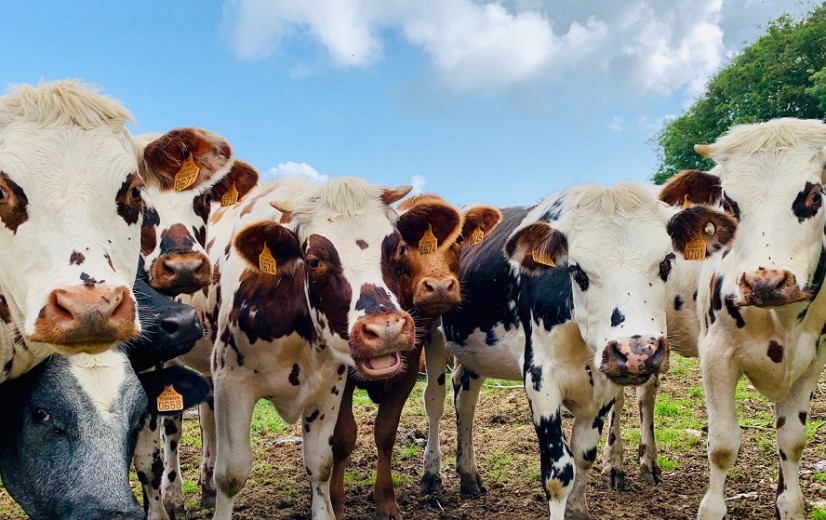 Strengere stikstofnormen hebben “niet meteen impact op de veestapel”