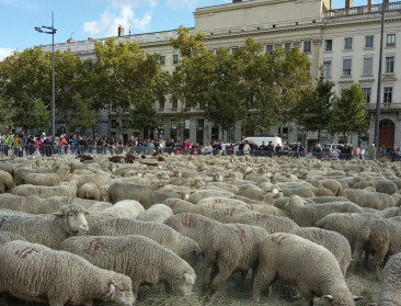 Franse schapenboeren willen de jacht op wolven openen