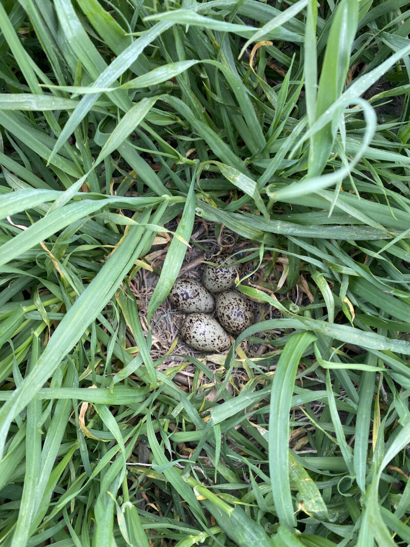 Nest kievit in wintergraan copyright VLM, Bregt Desmet