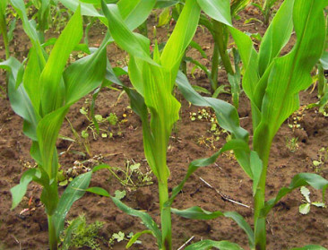 Hoge Gezondheidsraad waarschuwt voor neonicotinoïden