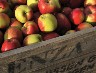 Ruim 40 procent minder appeltelers sinds 2005