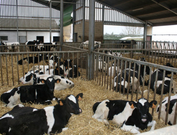 Opendeurweekend in nieuwe ILVO-onderzoeksstal melkvee 