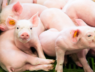 Inagro en Vives gaan 'Tope WROETen in de Westhoek'