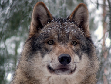 Samenleven met wolf nu al bron van frustraties?