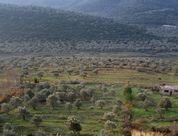 "Investeren in Syrische landbouw remedie tegen honger"