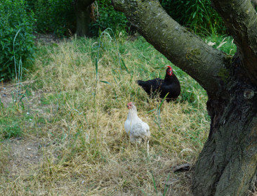 Geen nieuwe H5N8-besmettingen sinds 5 juli