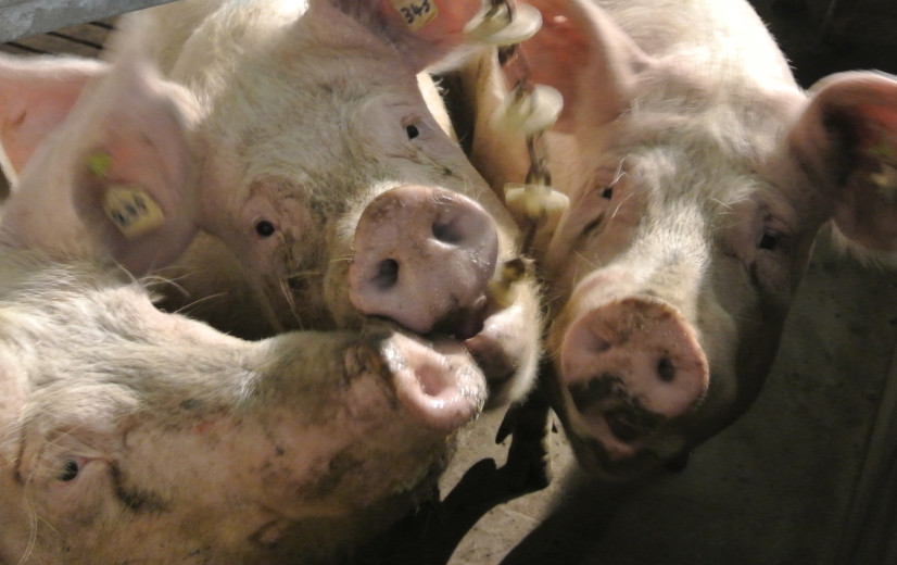 Stijgend aantal varkenshouders klopt aan bij Boeren op een Kruispunt