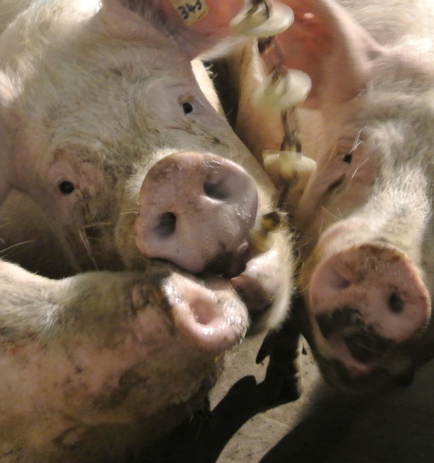 Stijgend aantal varkenshouders klopt aan bij Boeren op een Kruispunt
