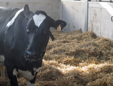 Tweede haard rundertuberculose met 250 contactbedrijven