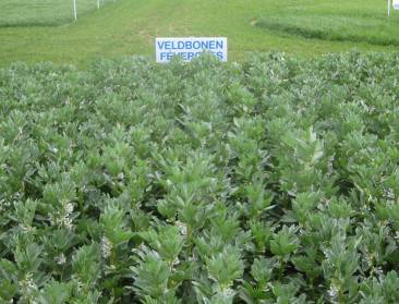 Veldbonen: een waardig alternatief voor soja?