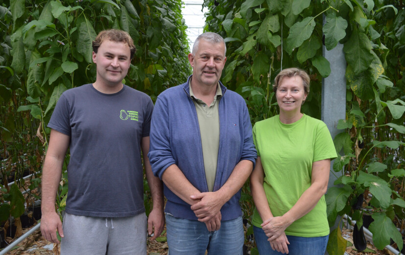 “Hele jaar stratego spelen”: Auberginetelers gebruiken leger aan insecten tegen ziektes en plagen
