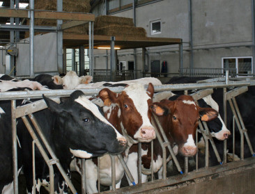 Europa is bekommerd om concurrentiekracht melkveehouder