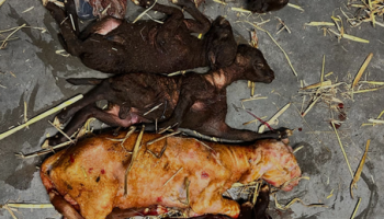 Schapenhouder uit Ninove verliest één op vier lammeren door blauwtong