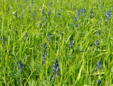 "Agro-ecologie kan voor meer jobs op platteland zorgen"