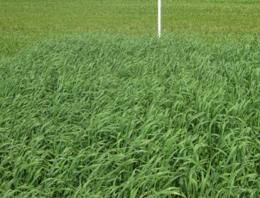 Japanse haver brengt geelgors terug op Vlaamse akkers