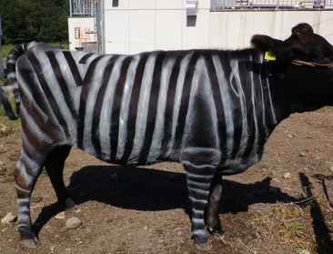 Koe verkleed als zebra wordt minder gestoken