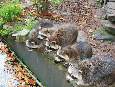 Wallonië krijgt wasberen niet weg