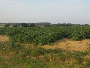 Weinig boeren vragen gerechtelijke reorganisatie schuld