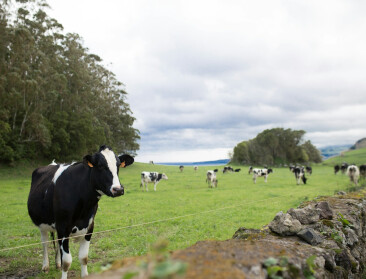 Nieuw-Zeeland halveert doel voor methaanreductie in landbouw