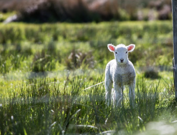 Ruim 1.700 Waalse landbouwbedrijven getroffen door blauwtongvirus