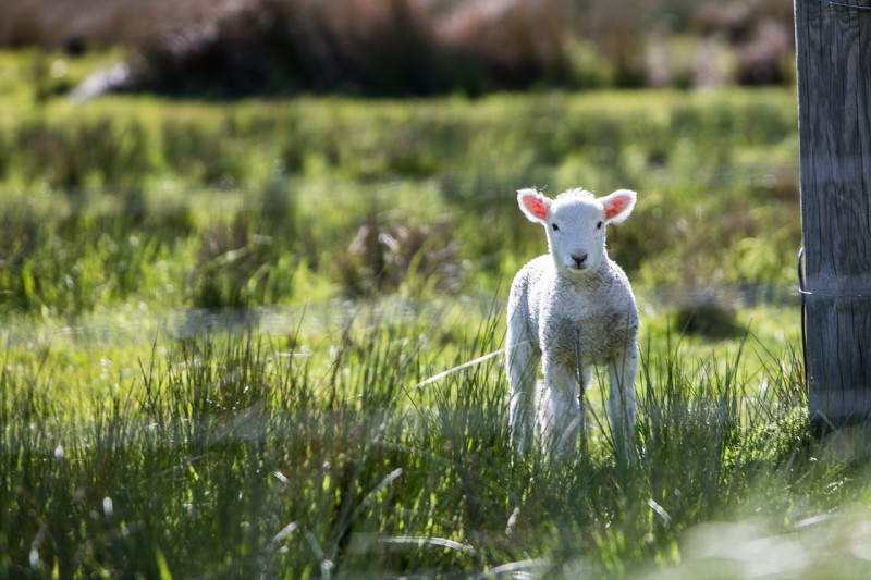 schaap-lam-weide-hei-1280