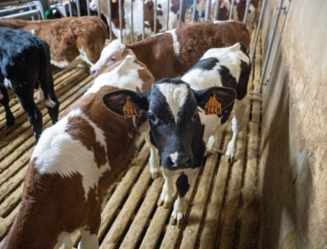 Vijf innovatieve PAS-projecten ontvangen samen half miljoen euro steun van Boerenbond