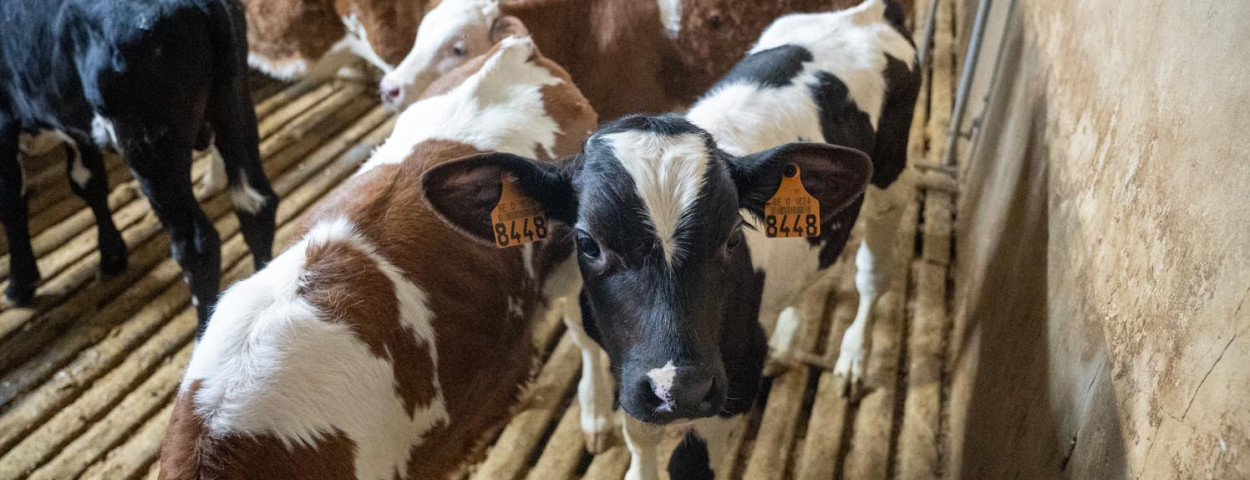 Vleesveekalveren op bedrijf van Danny Matthysen