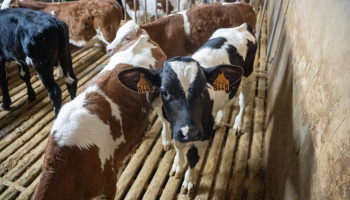 Vijf innovatieve PAS-projecten ontvangen samen half miljoen euro steun van Boerenbond