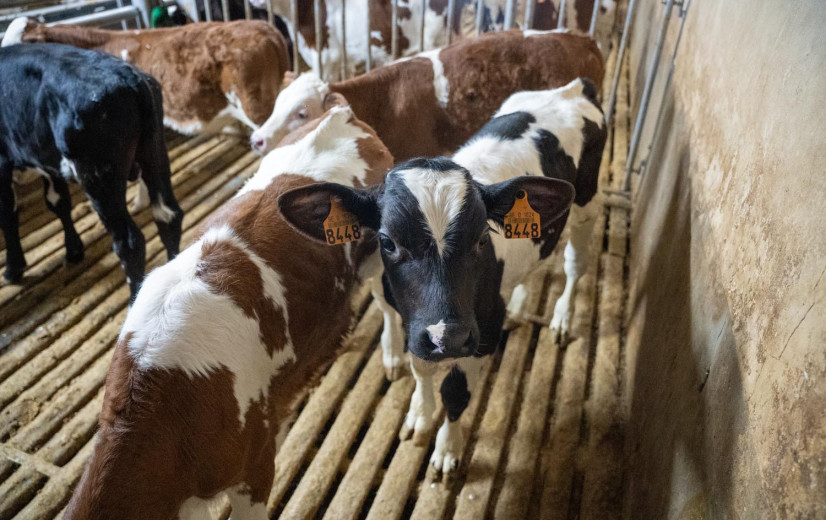 Vijf innovatieve PAS-projecten ontvangen samen half miljoen euro steun van Boerenbond