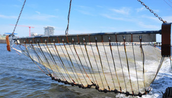 Nederland investeert in het herinvoeren van pulsvisserij, begrip in België