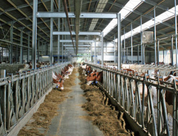 Ruim 500 boeren produceren meer dan 800.000 liter melk