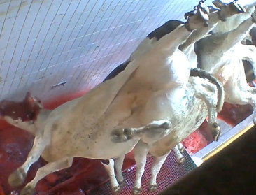 Stopt de Vlaming met vlees eten door undercoverbeelden?