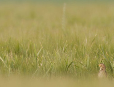 Meer dan een derde broedvogels bedreigd
