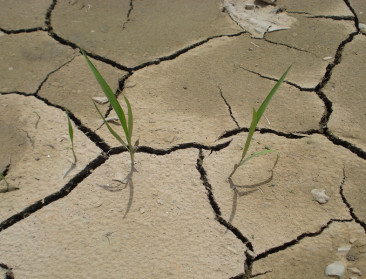 Bodem neemt koolstof pas na lange tijd op