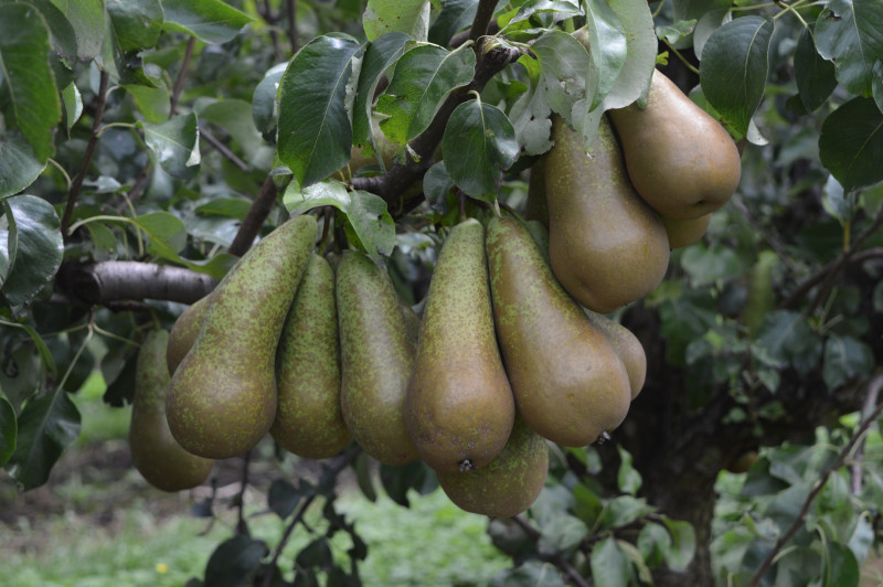 peren