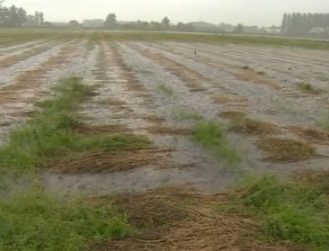 Regen dreigt van vlasoogst fiasco te maken