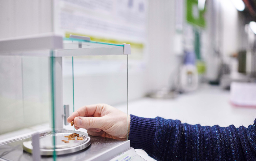 Inagro's innovaties in insectenkweek krijgen Europese erkenning
