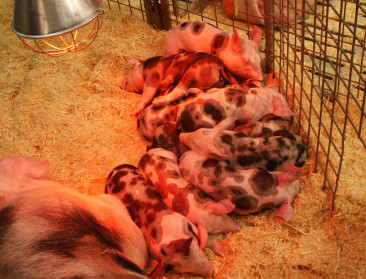 Meer productie maar minder handel in varkensvlees