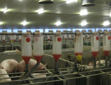 "Varkenshouderij kan niet meer mee met Duitsland"